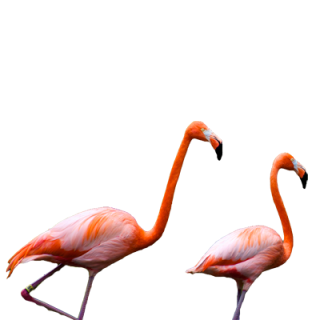 flamingos.png