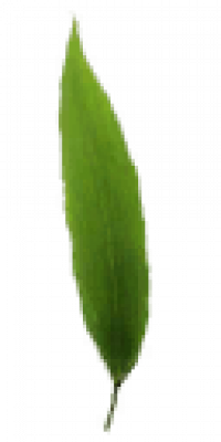 Othe263.png