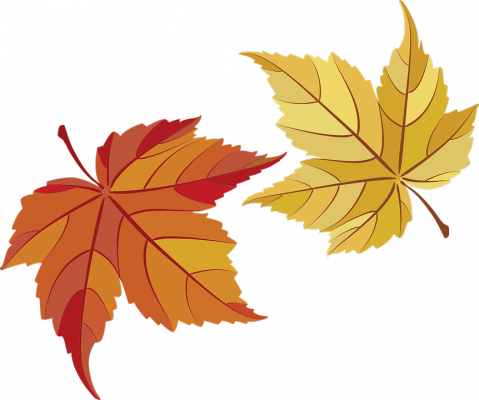 maple-leaves-482678_960_720.png
