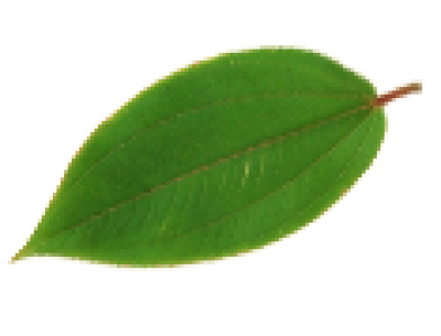 4444.png