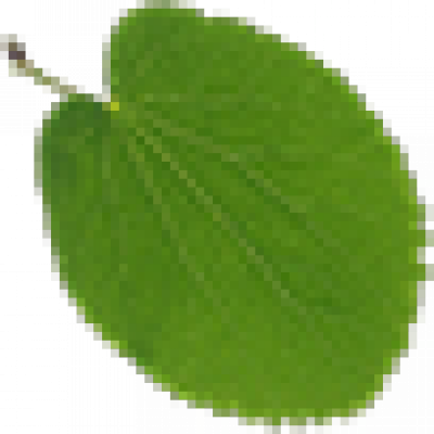 leaf.png