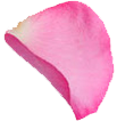 petal_1.png