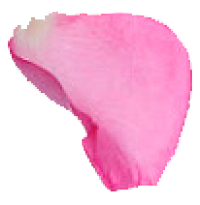 petal_4.png