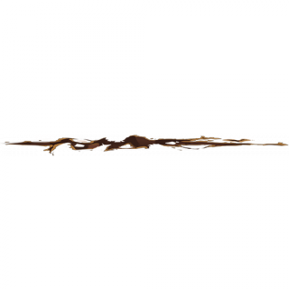 fissure.png
