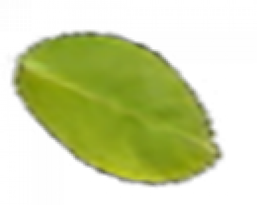 leaf2.png