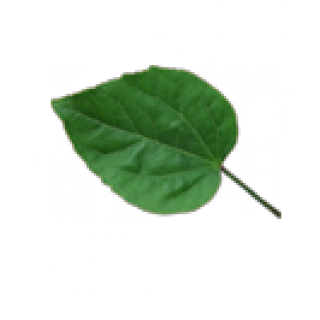 leaf.png