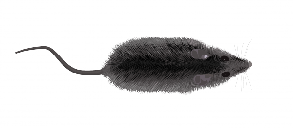 rat_01.png