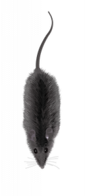 rat_06.png
