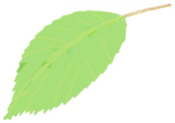 leaf2.png