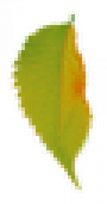 leaf1.png