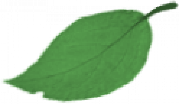 leaf.png