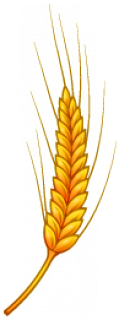 Wheat.png