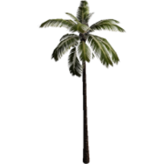 Palm tree