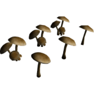 mushrooms