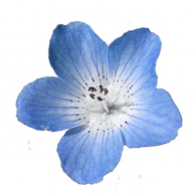 flower-blue.png
