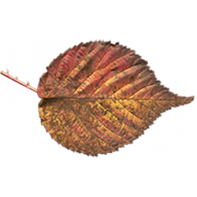 leaves.png