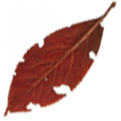 TexturesCom_Leaves0231_1_masked_S.png