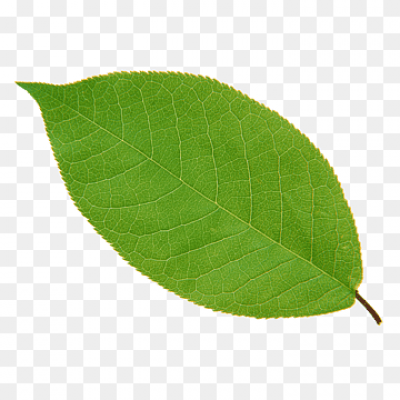 png-transparent-green-leaf-leaf-green-plant-euclidean-leaf-maple-leaf-leaves-leaf-border-thumbnail.p