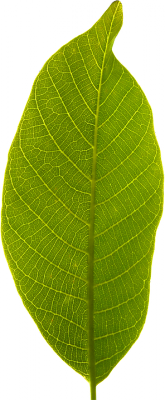 leaf-1359583_960_720.png