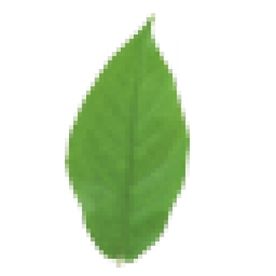 leaf_2.png