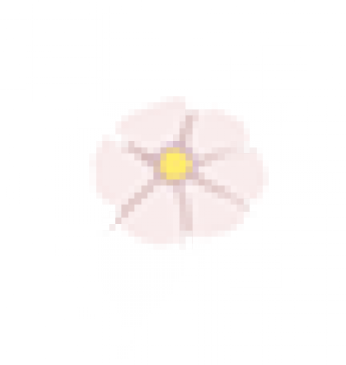 huaduo_6.png
