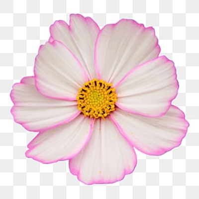 flower.png