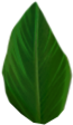 syy.png