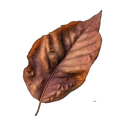 —Pngtree—isolated queen s crape myrtle_13020249.png