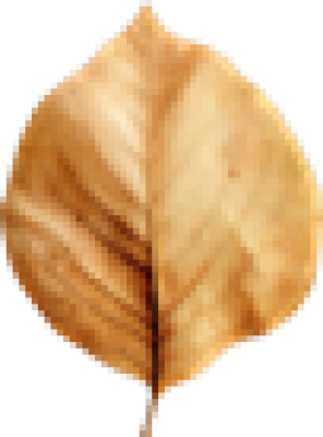 Leaf.png
