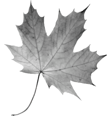 hoja de arce1 (2).png