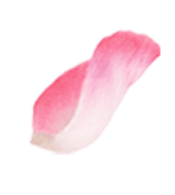 粉色花瓣_爱给网_aigei_com.png