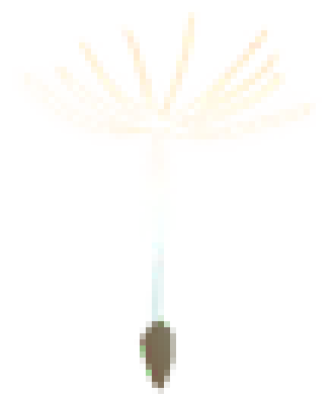 feimao5.png
