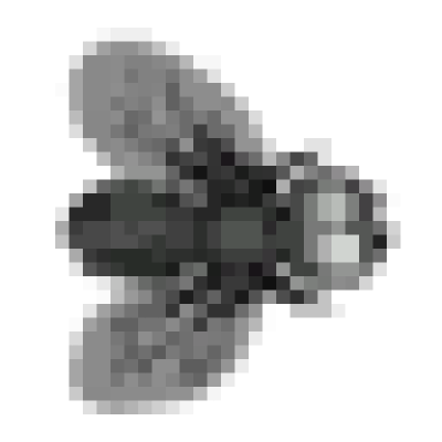 苍蝇(fly)_爱给网_aigei_com (1).png