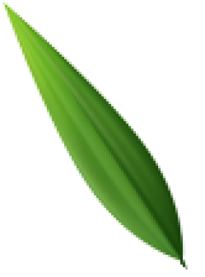竹叶.png