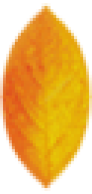 金 花瓣.png