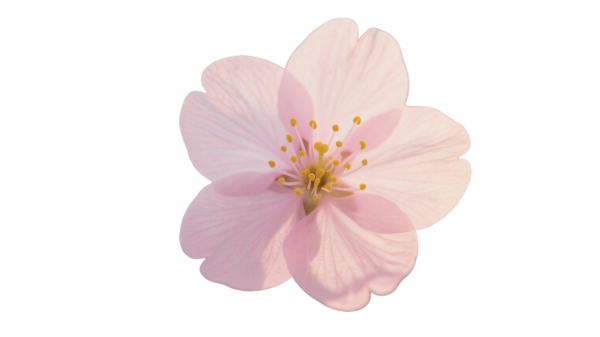 花.png