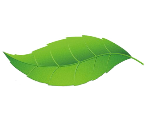 leaf .png