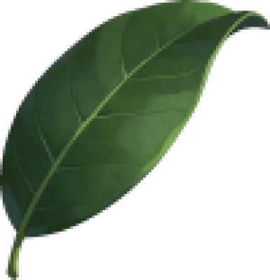 leaf.png