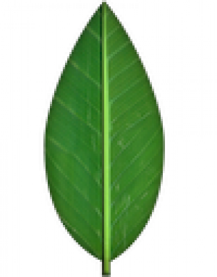 green_leaf_texture_by_spiralgraphic.png