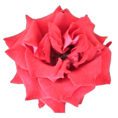 rose.png