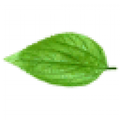 叶子2.png