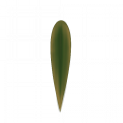 竹叶_0.png