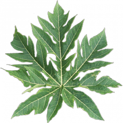 leaf.png