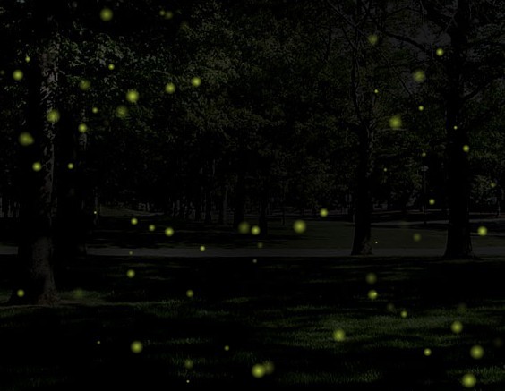 Fireflies