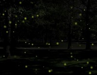 Fireflies